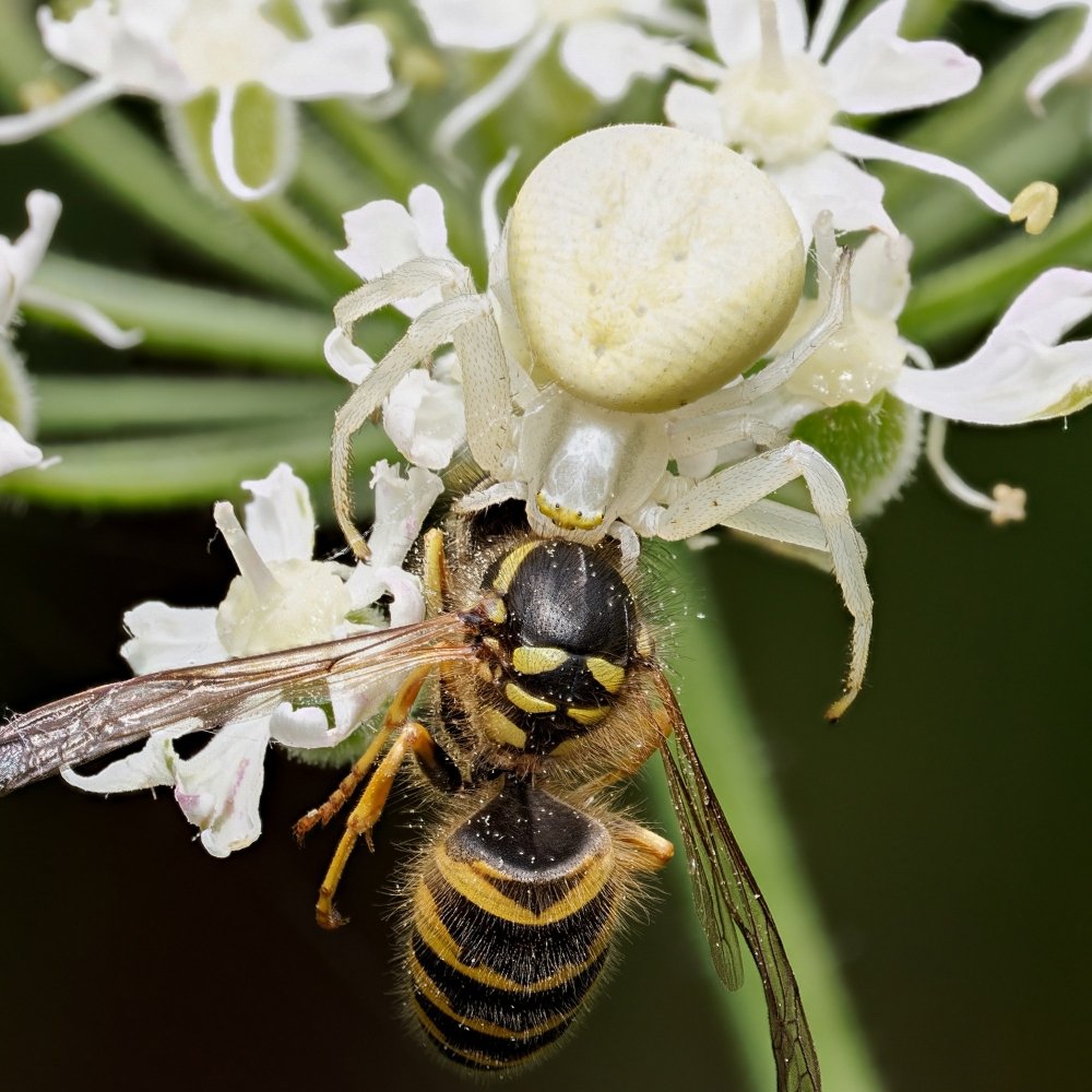 Misumena Vatia — 20250722 — 70 × 50 cm