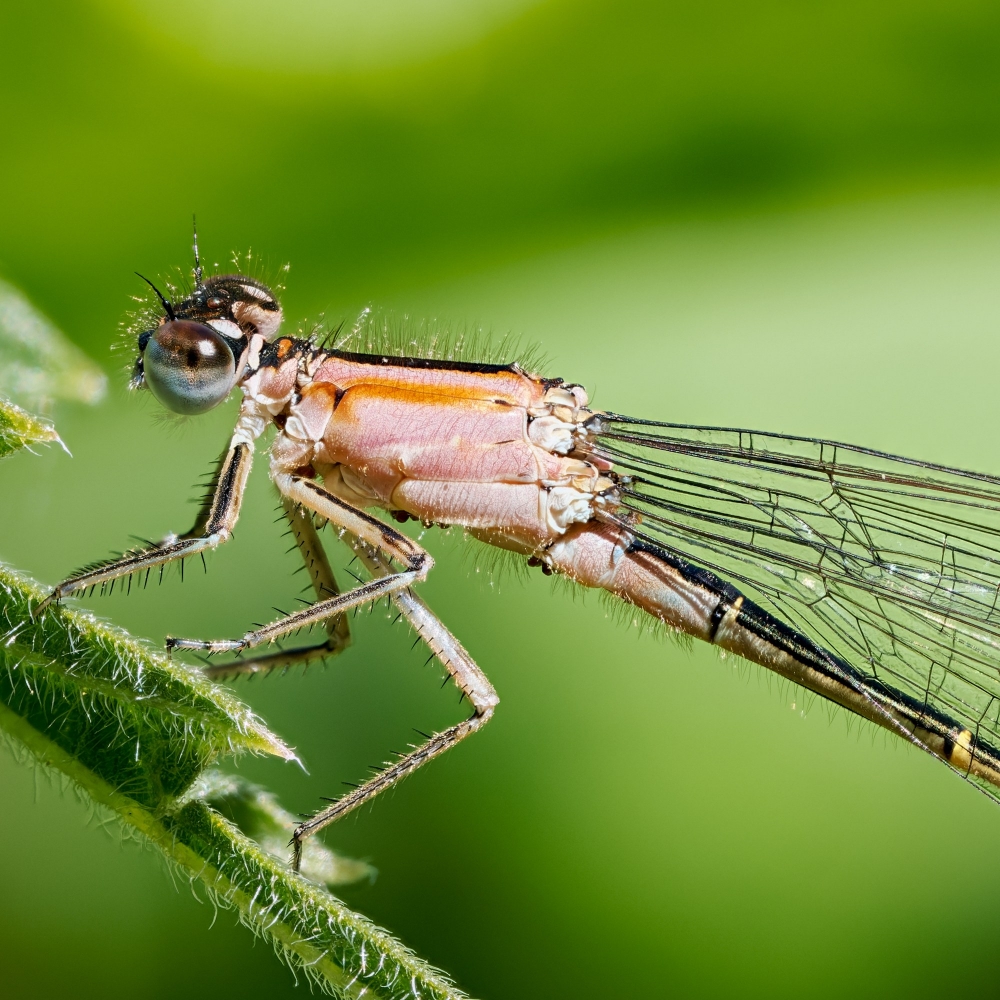 Ischnura Elegans — 20250516 — 40 × 30 cm