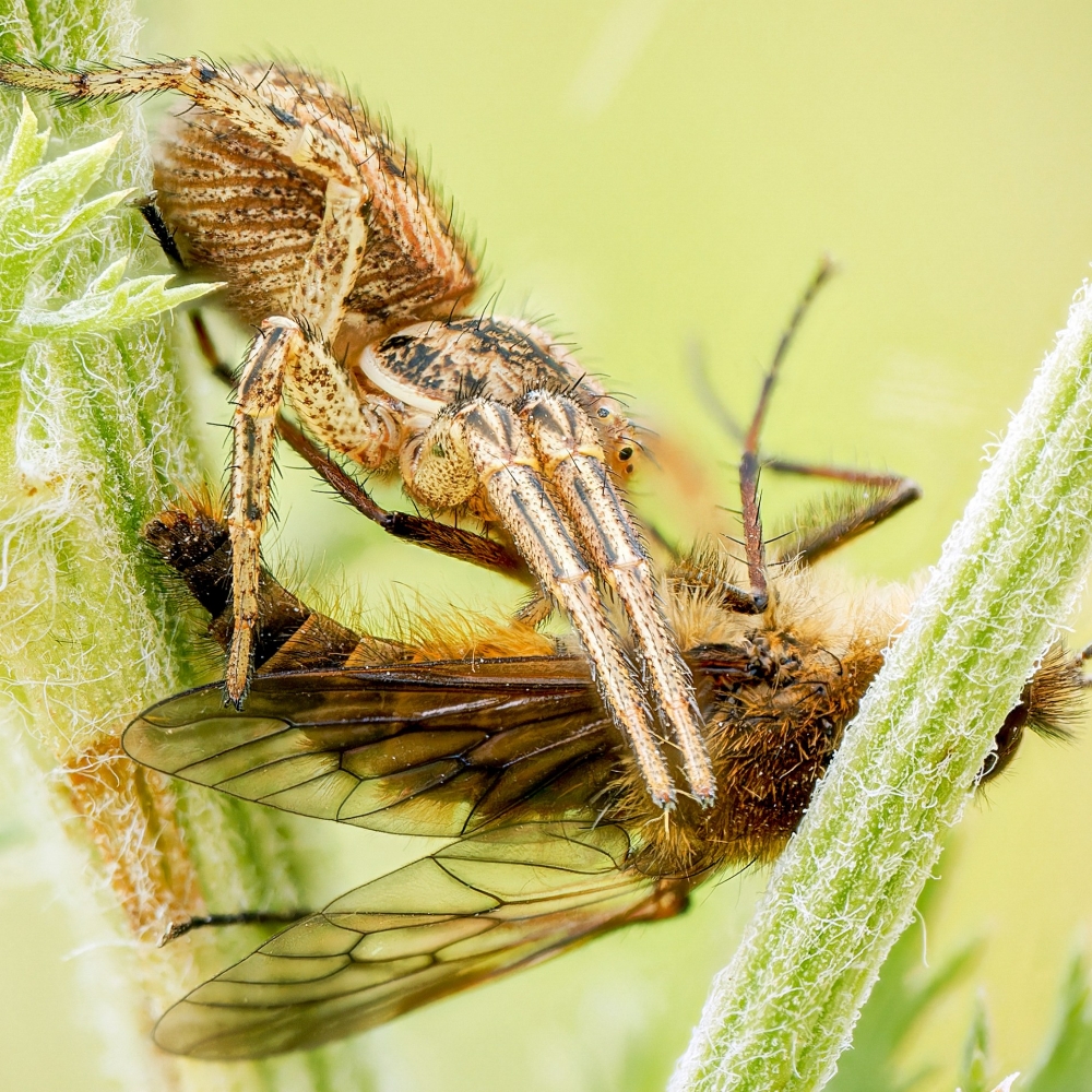 Xysticus Spec — 20250812 — 70 × 50 cm