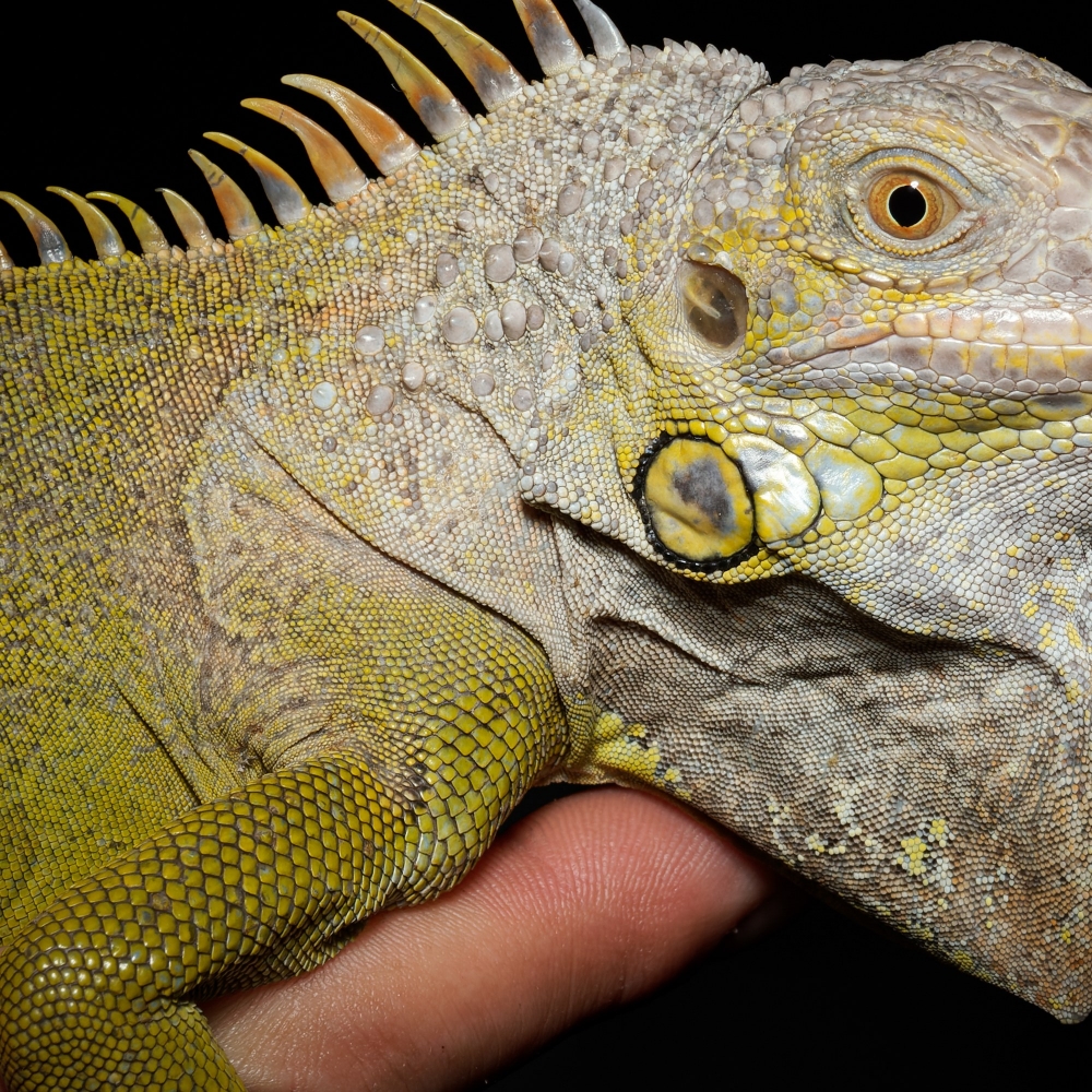Iguana Iguana — 20251115-2025-11-15 — 40 × 30 cm