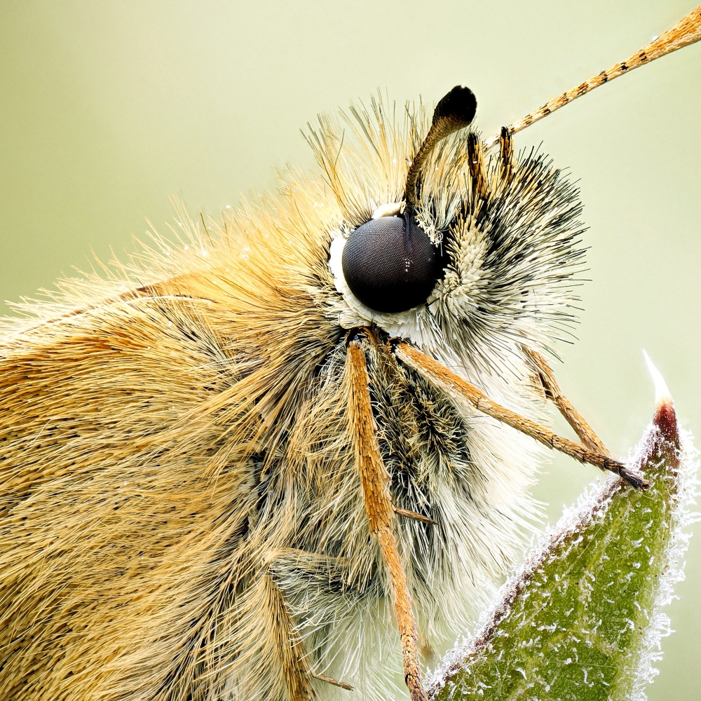 Thymelicus Lineola — 20250811 — 70 × 50 cm