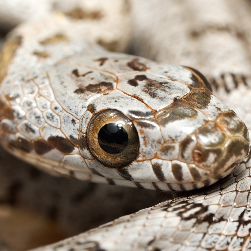 Pantherophis Bairdi — 20251115-2025-11-15 — 60 × 40 cm