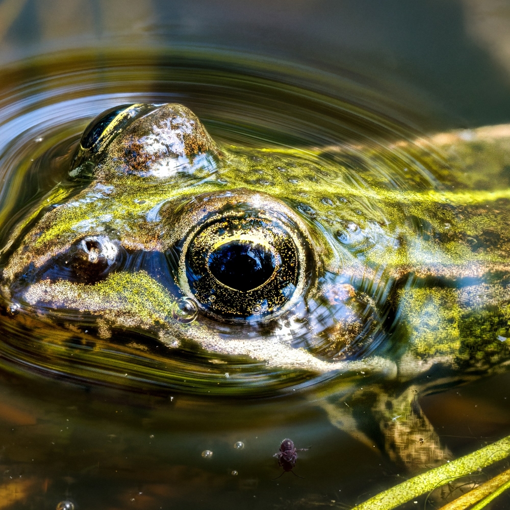 Water Frog in Mézières-en-Brenne — 60 × 40 cm