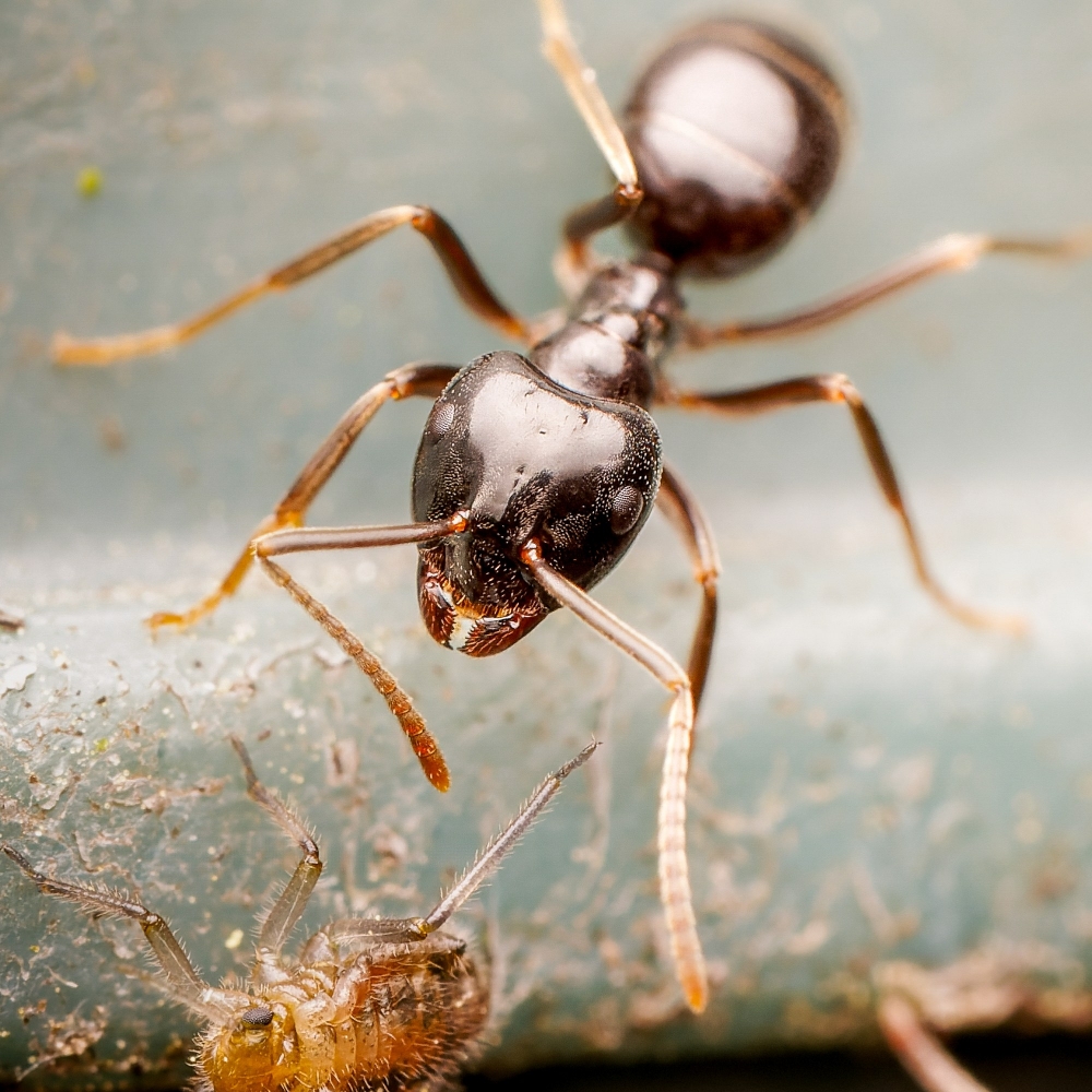 Lasius Fuliginosus — Joigny