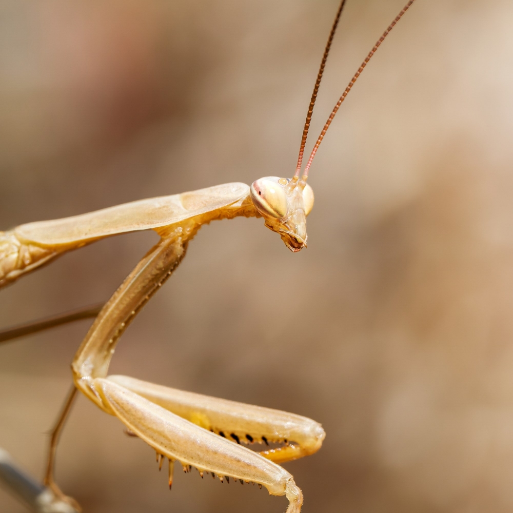 European Praying Mantis in Cheny — 40 × 60 cm