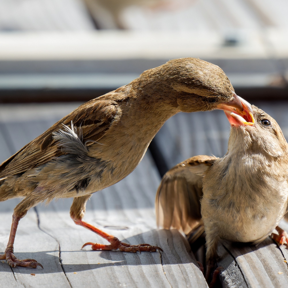 House Sparrow in Tignes — 40 × 30 cm