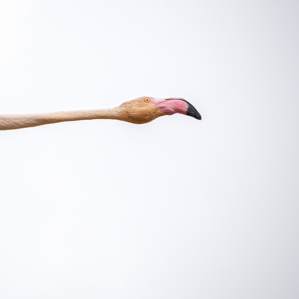Phoenicopterus Roseus — 20251201 — 60 × 40 cm