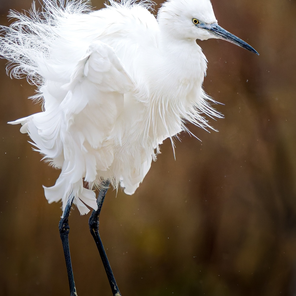 Egretta Garzetta — 20251201 — 40 × 30 cm