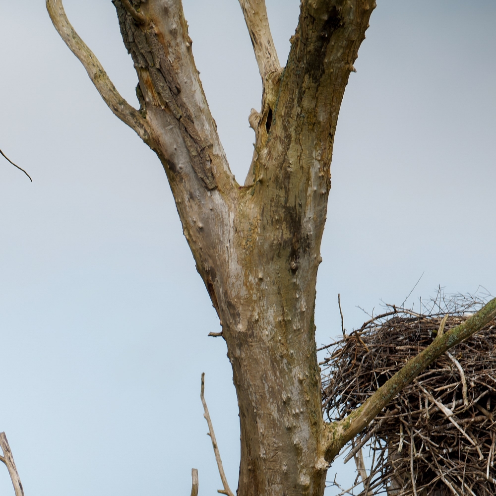 Ciconia Ciconia — Vergigny 