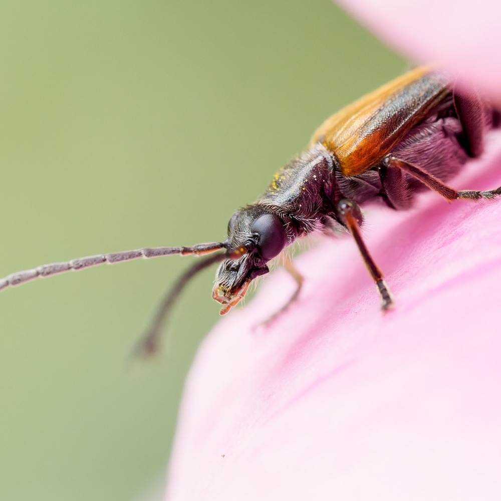 Oedemera Femorata — 20250521 — 60 × 40 cm