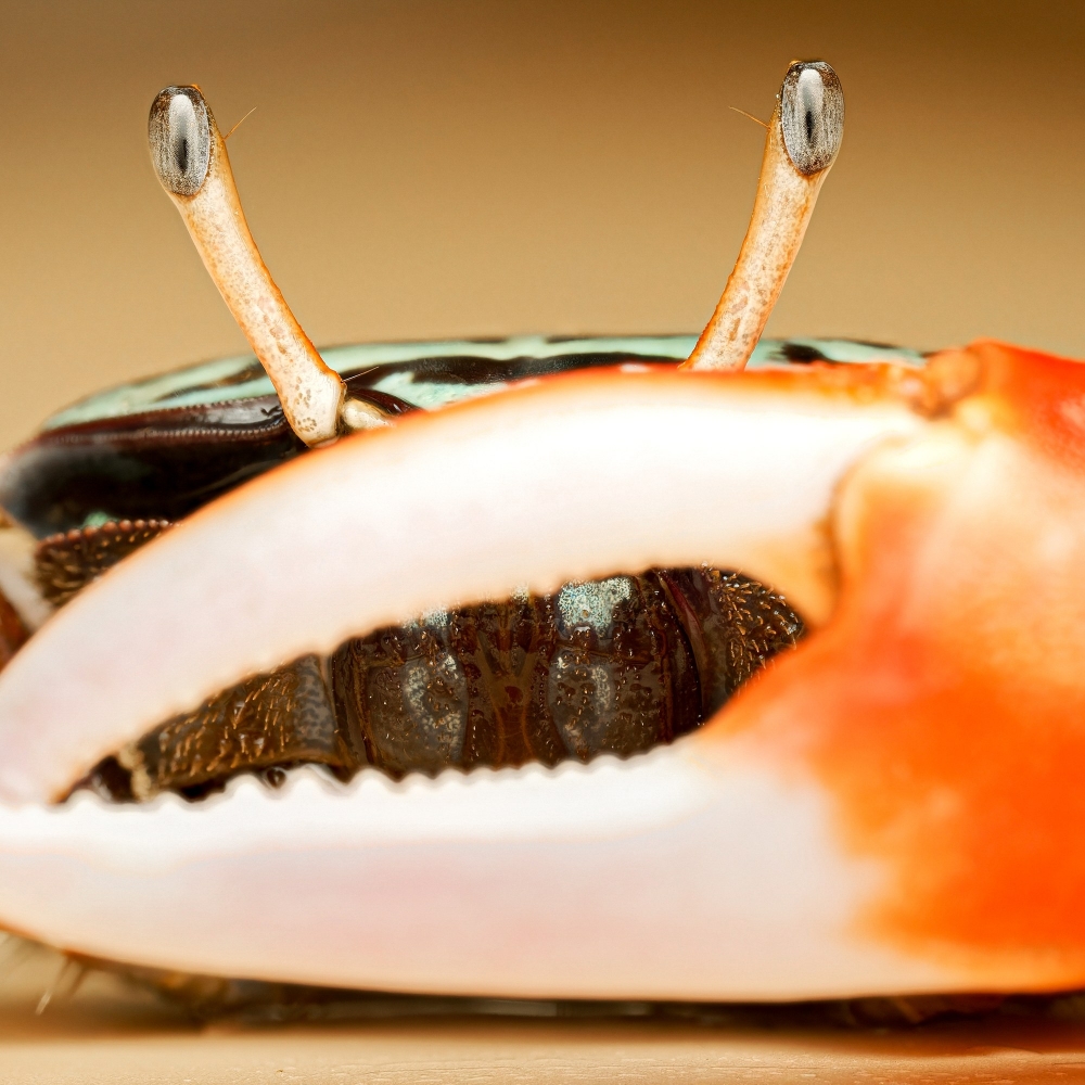 Crabe Violoniste — 20251026 — 60 × 40 cm