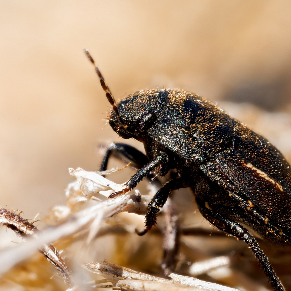 Odontoscelis Fuliginosa — Cheny — 60 × 40 cm