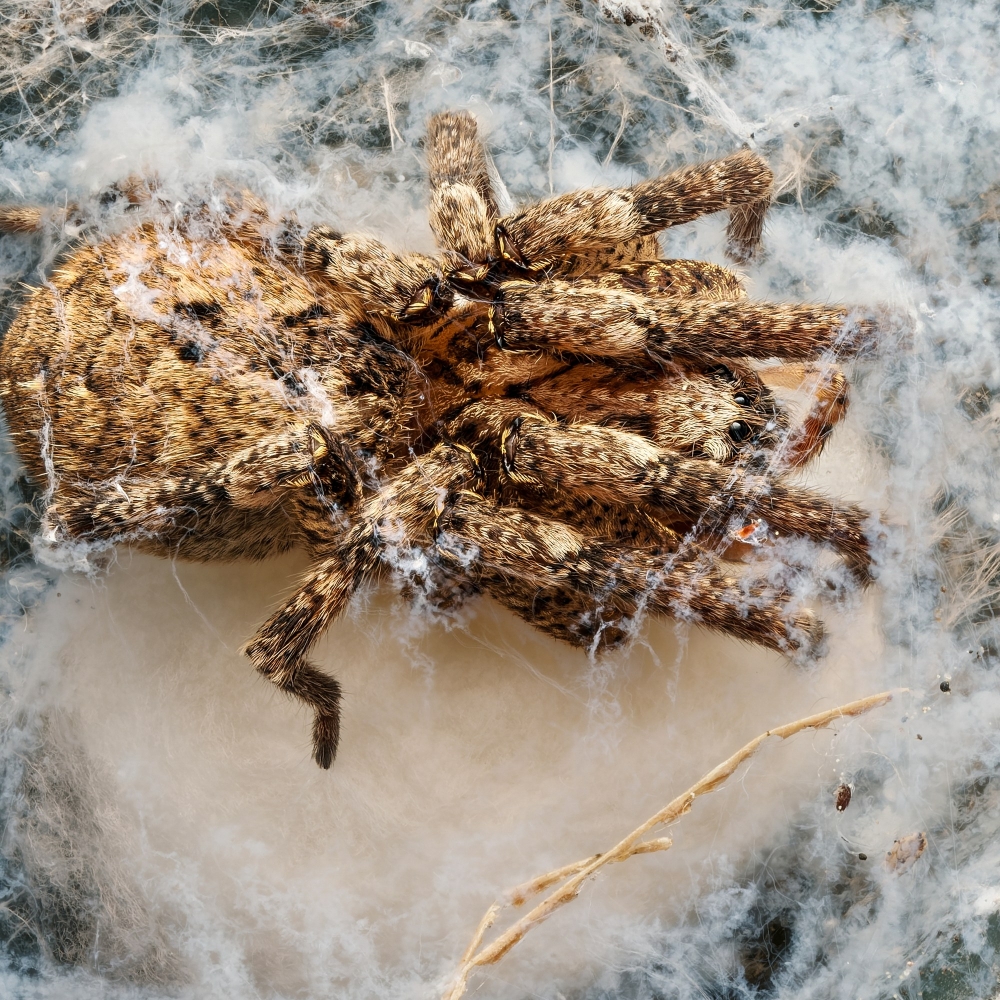 Zoropsis Spinimana — Cheny — 40 × 30 cm