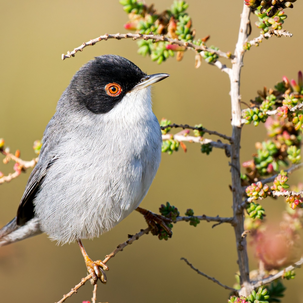 Curruca Melanocephala — 20251204 — 70 × 50 cm