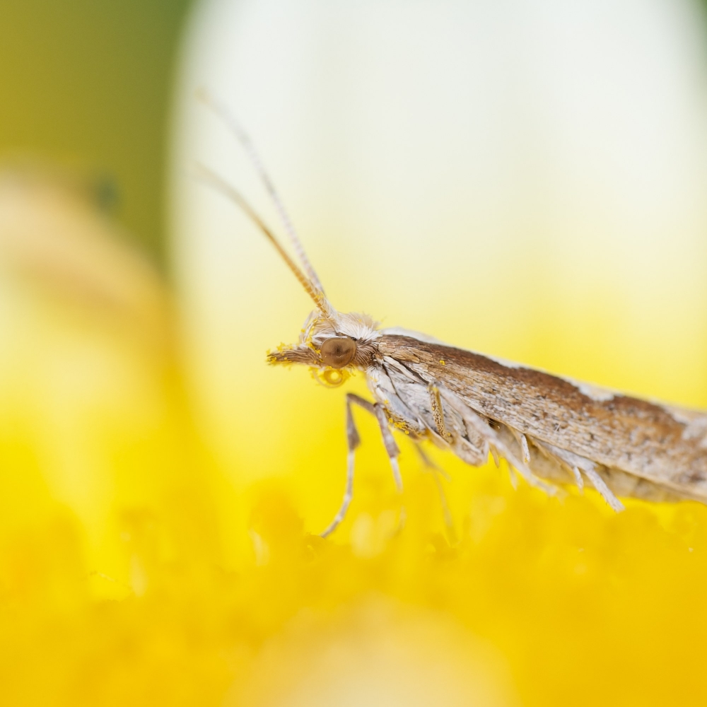 Plutella Xylostella — 20250521 — 60 × 40 cm