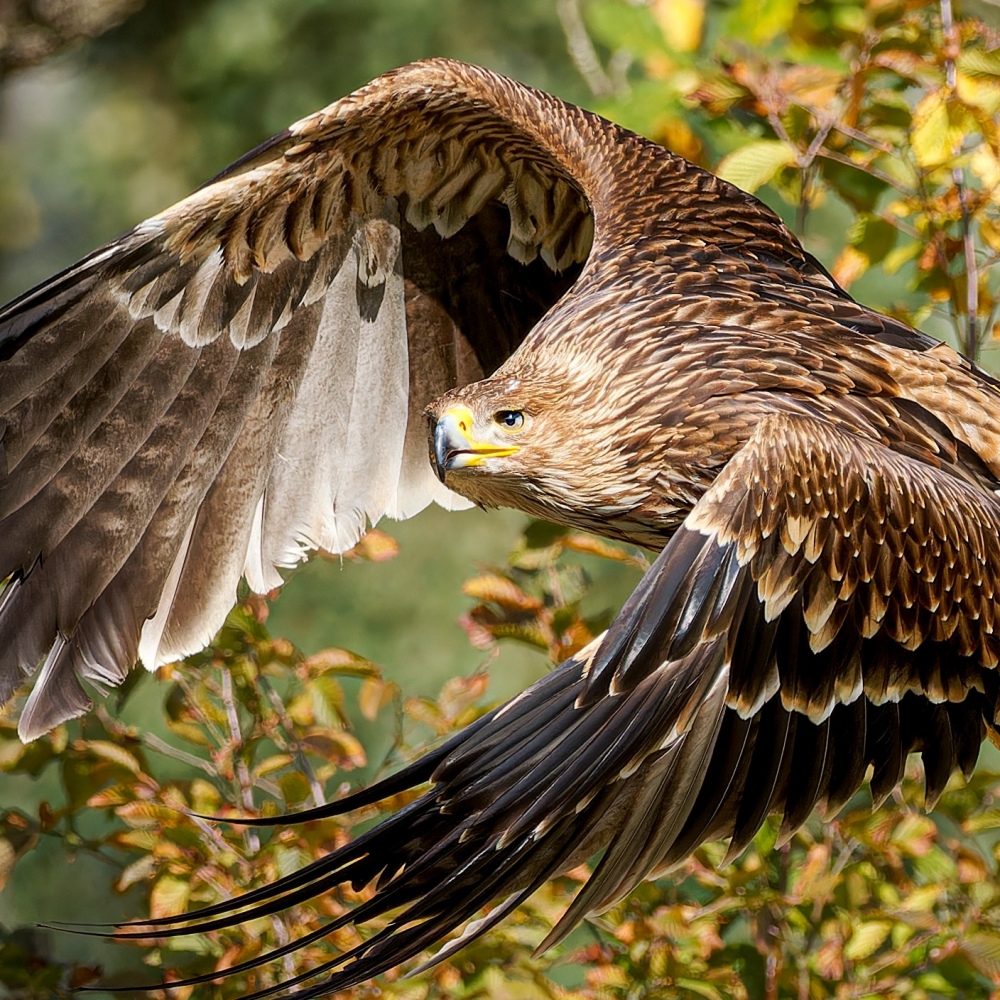 Aquila Chrysaetos — 20251014 — 60 × 40 cm