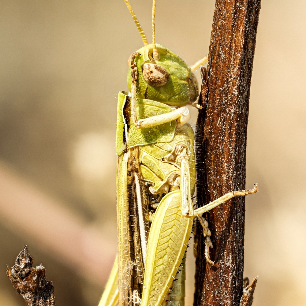 Chorthippus Albomarginatus — Venoy — 30 × 40 cm