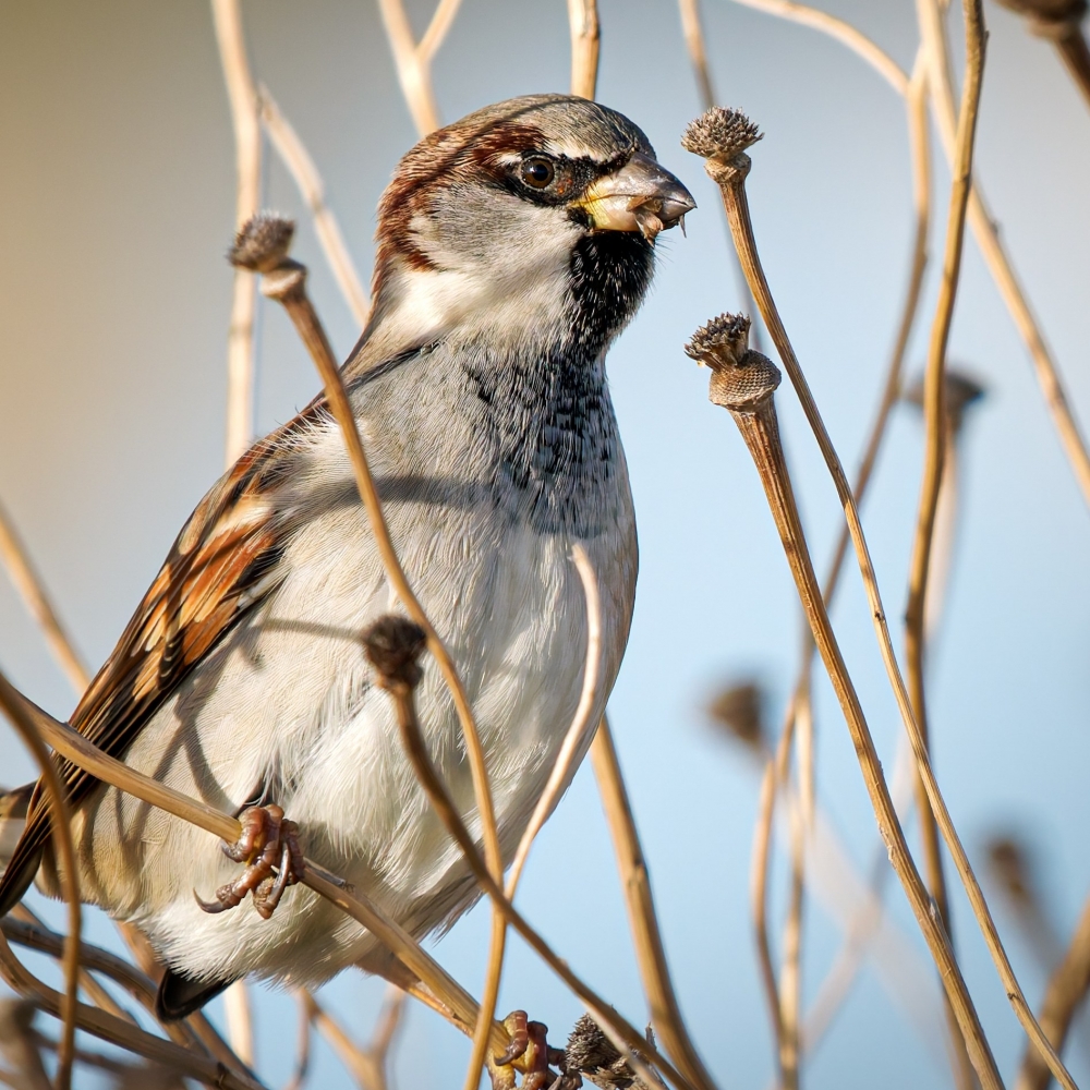House Sparrow in 20251204 — 70 × 50 cm