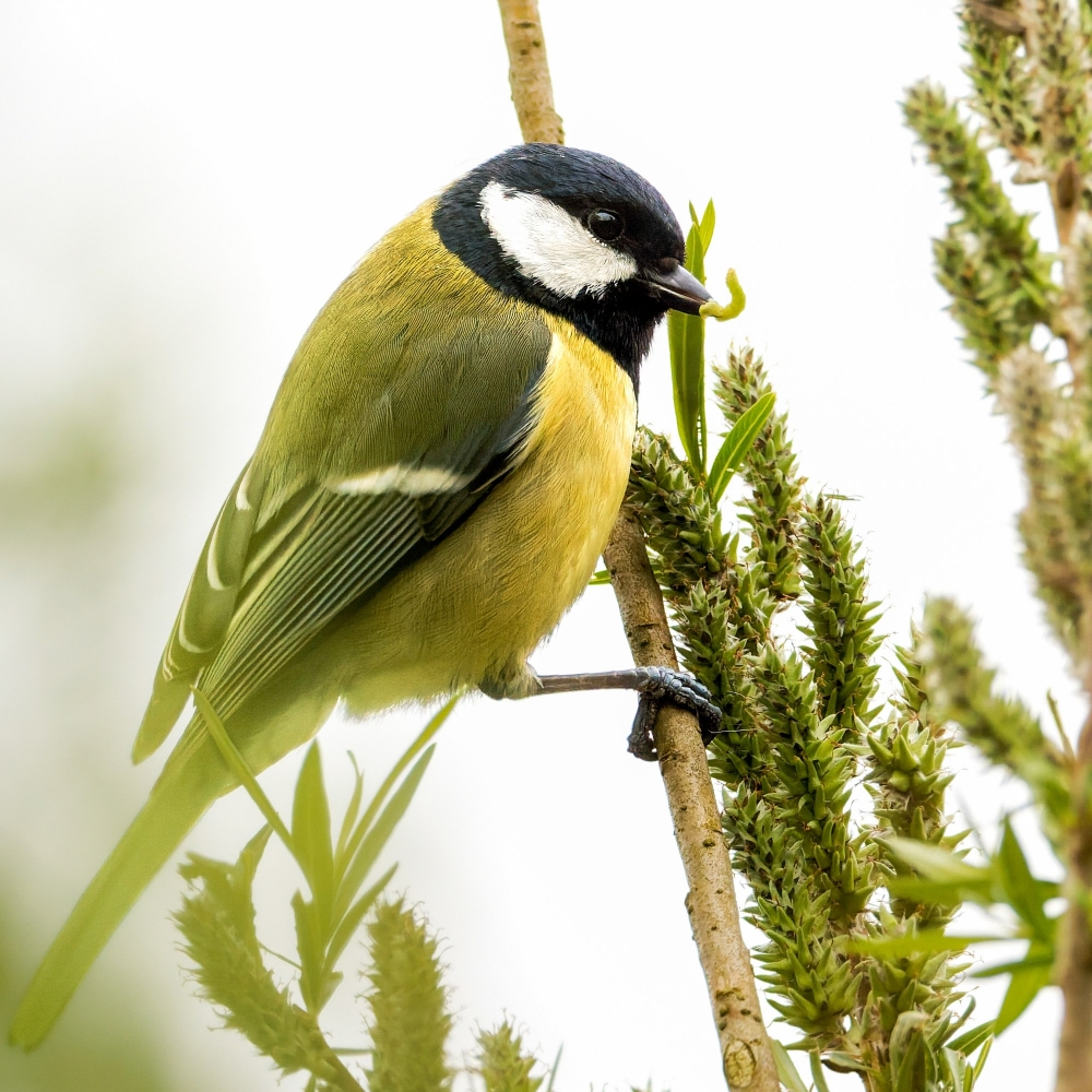Parus Major — Congis-sur-Thérouanne 