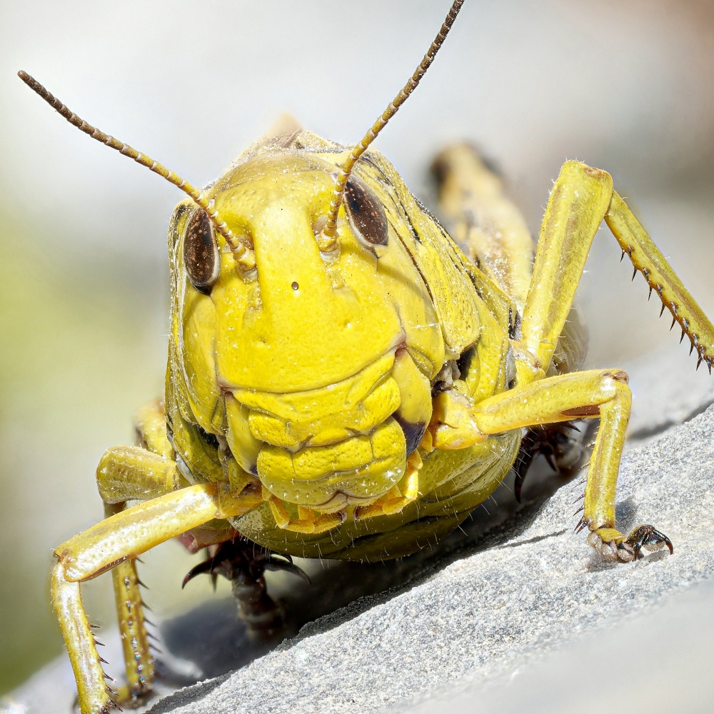 Arcyptera Fusca — 20250811 — 70 × 50 cm