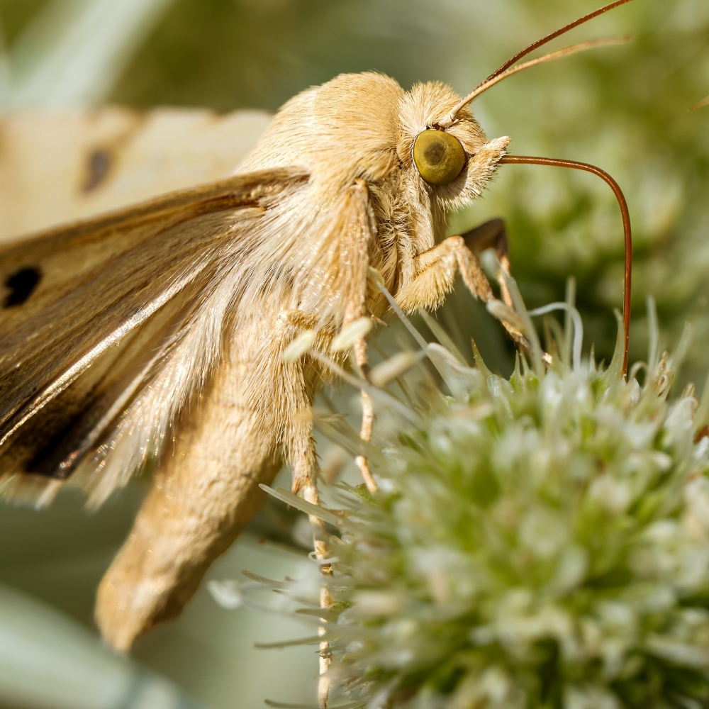 Heliothis Peltigera — Venoy — 40 × 30 cm
