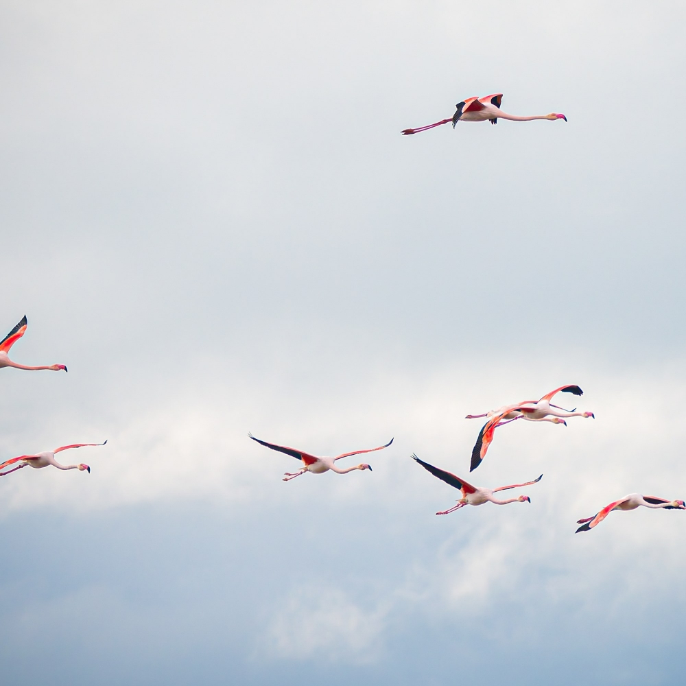 Phoenicopterus Roseus — 20251201 — 60 × 40 cm