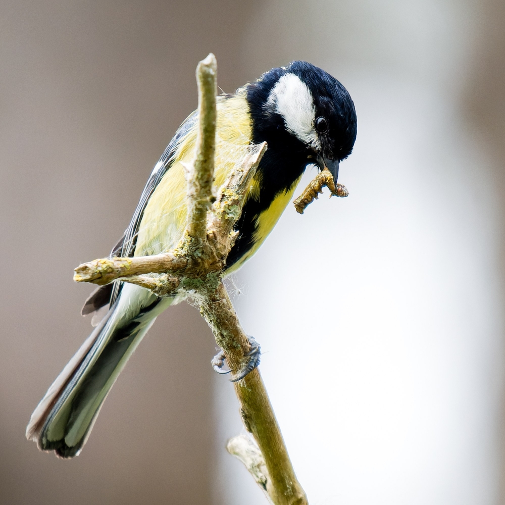 Parus Majo — 20250518 — 70 × 50 cm