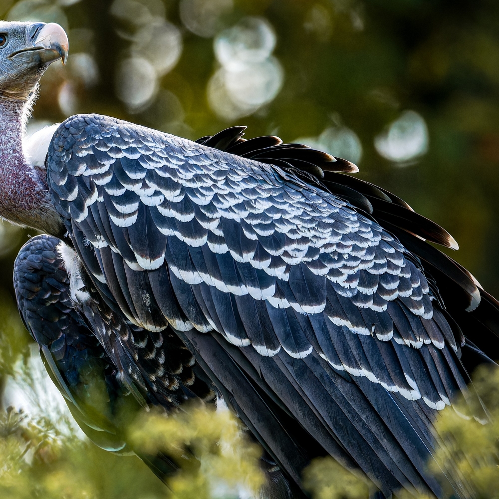 Gyps Fulvus — 20251014 — 60 × 40 cm