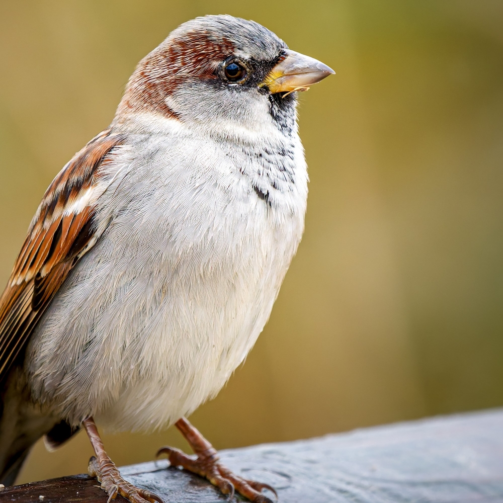 House Sparrow in 20251201 — 60 × 40 cm