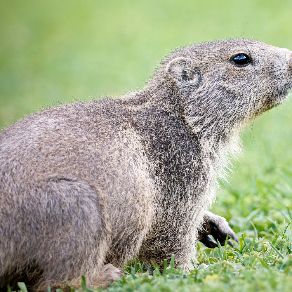 Marmota Marmota — 20250811 — 70 × 50 cm