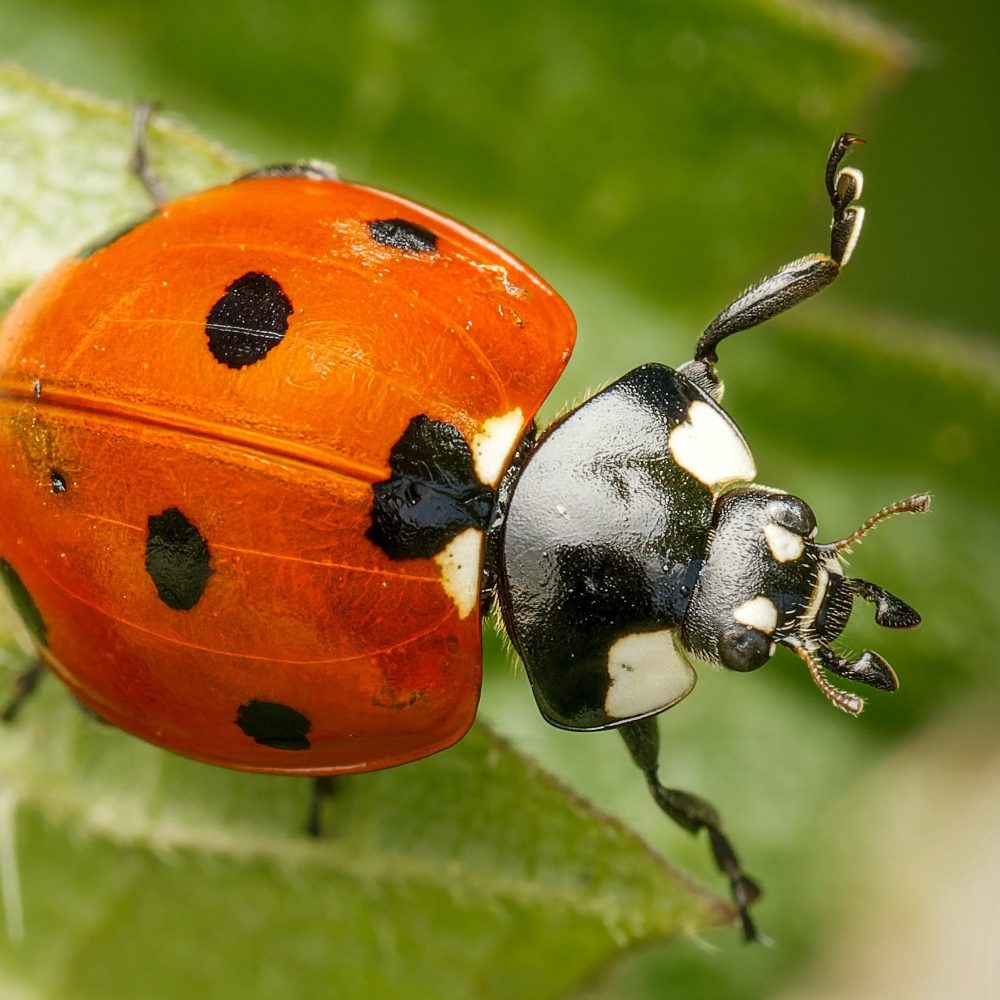 Seven-spot Ladybird in Joigny 