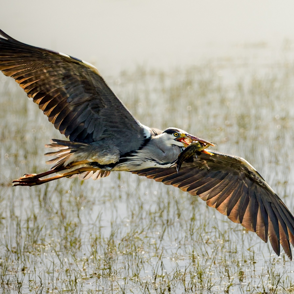 Grey Heron in Rosnay — 40 × 30 cm