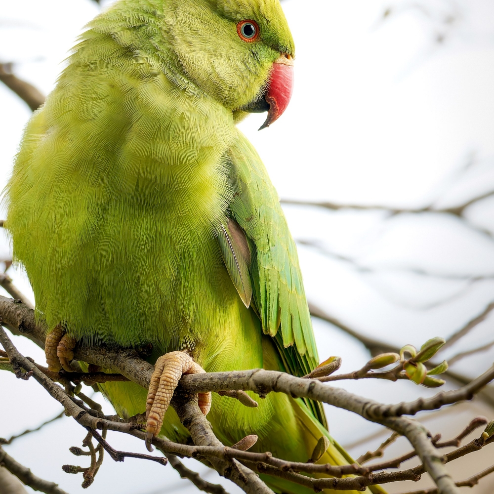 20250324 P3240357 Orf Dxo Deepprimexd — 40 × 30 cm