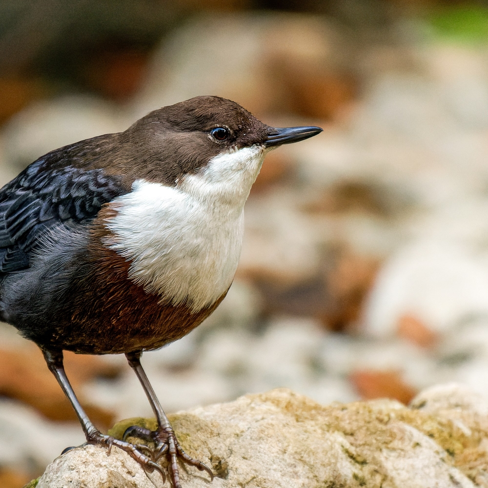 White-throated Dipper in Menétrux-en-Joux — 70 × 50 cm