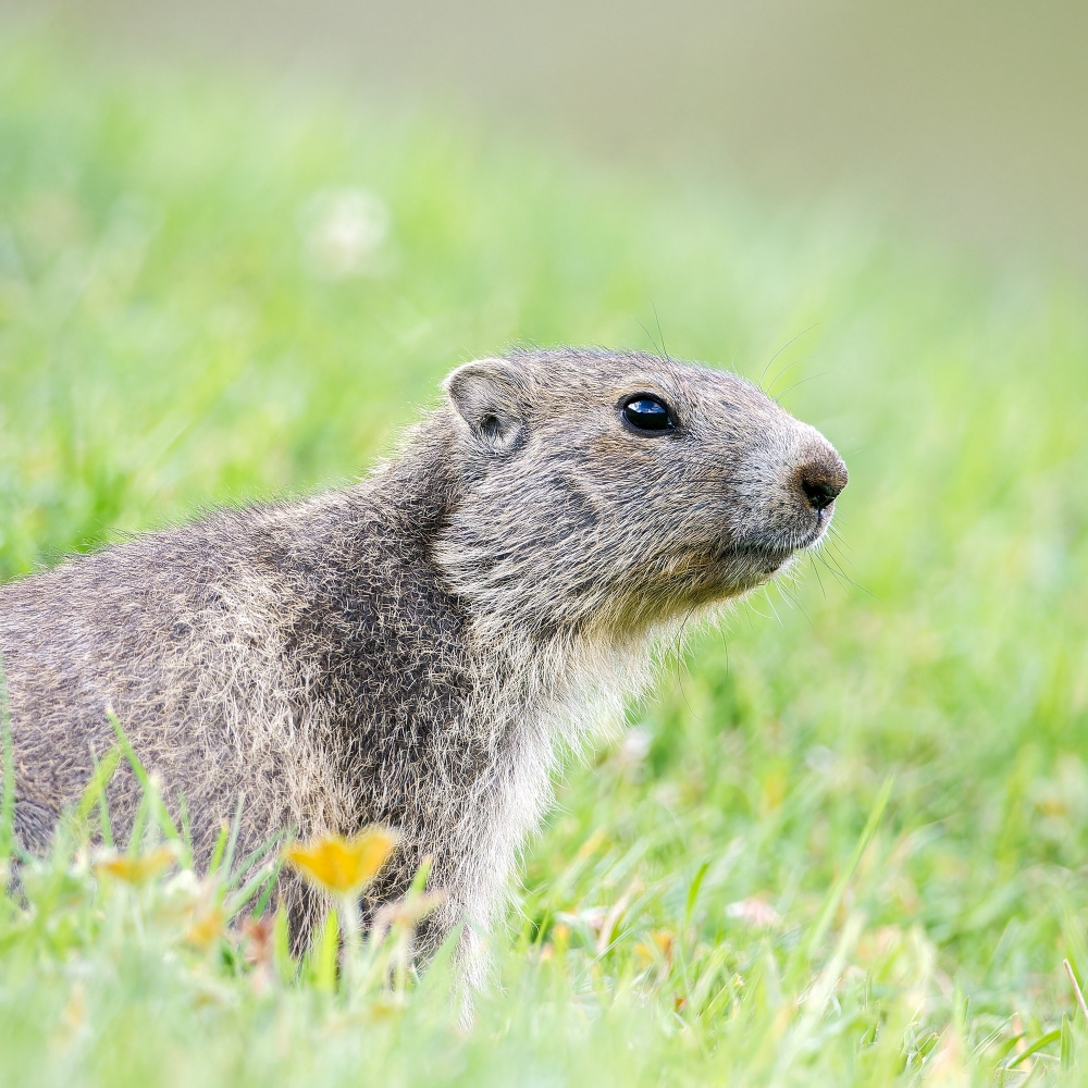 Marmota Marmota — 20250811 — 60 × 40 cm