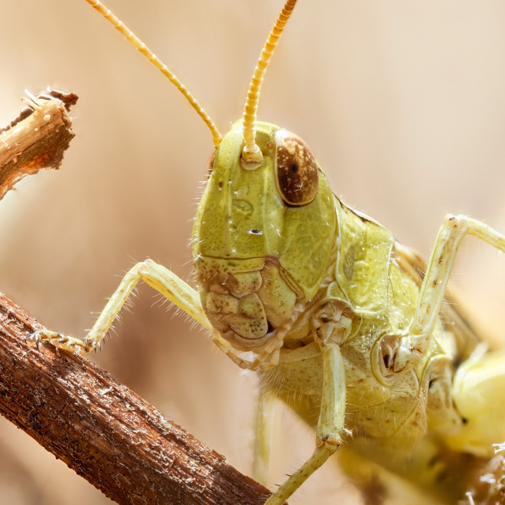 Chorthippus Biguttulus Group — Cheny — 70 × 50 cm