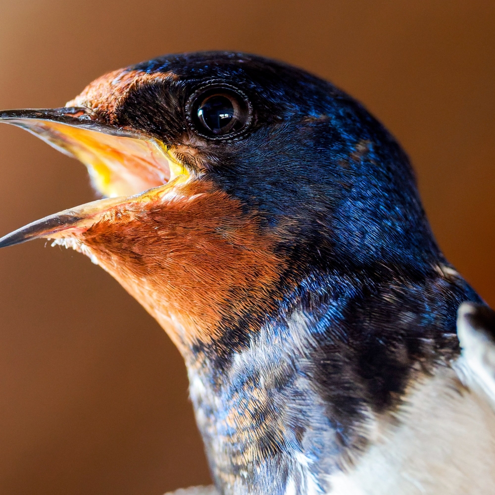 Hirundo Rustica — Rosnay — 70 × 50 cm