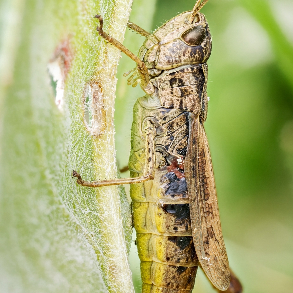 Chorthippus Apricarius — 20250812 — 30 × 40 cm