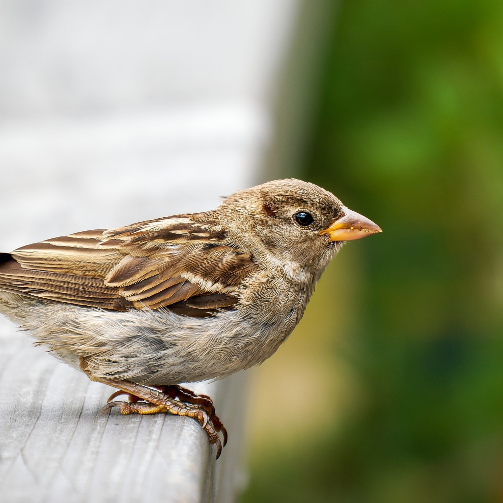 House Sparrow in Tignes — 40 × 30 cm