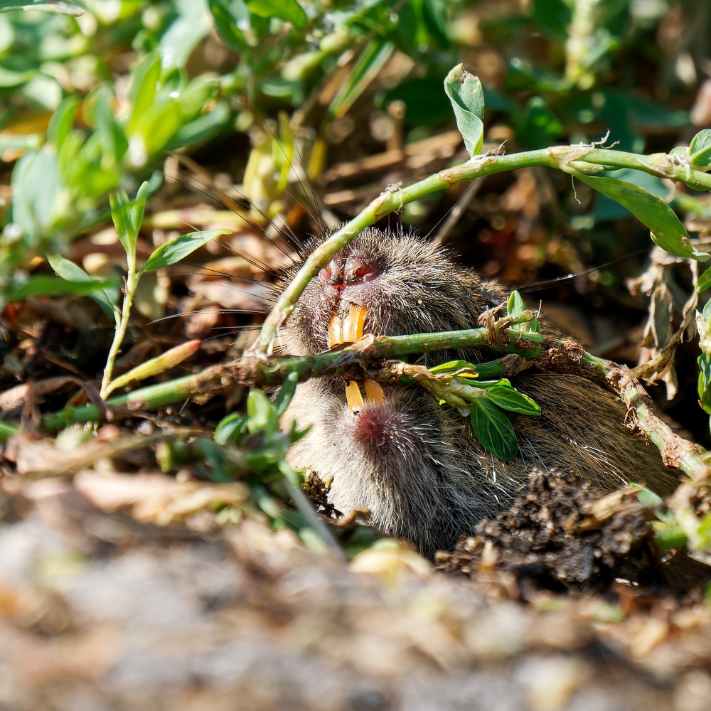 Common Vole in Les Planches-en-Montagne — 70 × 50 cm