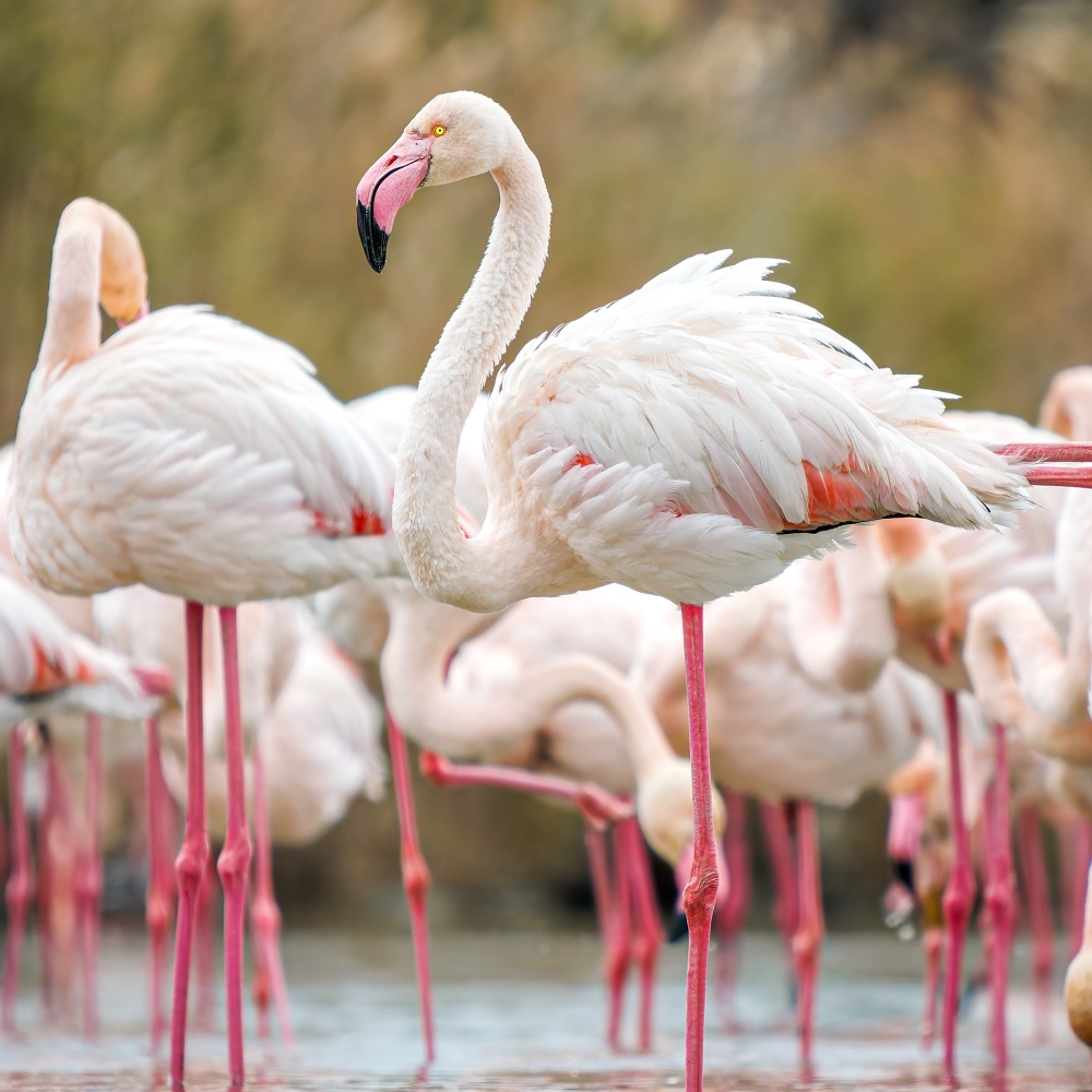 Phoenicopterus Roseus — 20251201 — 70 × 50 cm