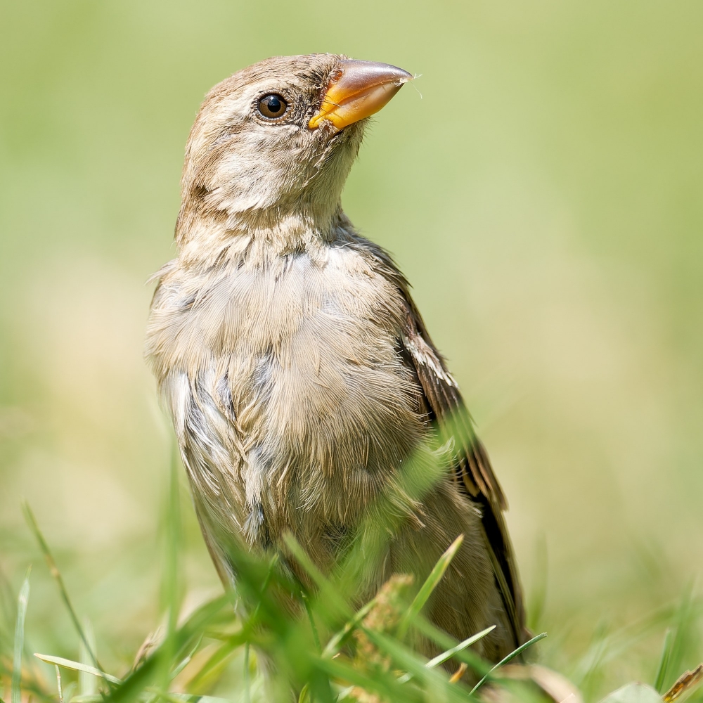 House Sparrow in 20250812 — 60 × 40 cm