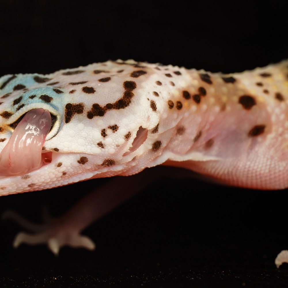 Eublepharis Macularius — 20251114-2025-11-15 — 40 × 30 cm
