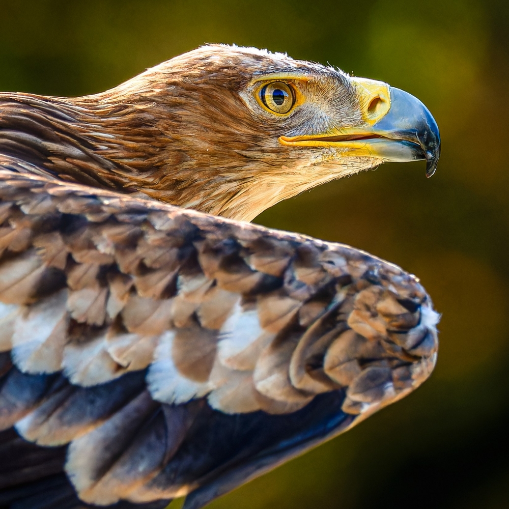 Aquila Chrysaetos — 20251014 — 40 × 30 cm
