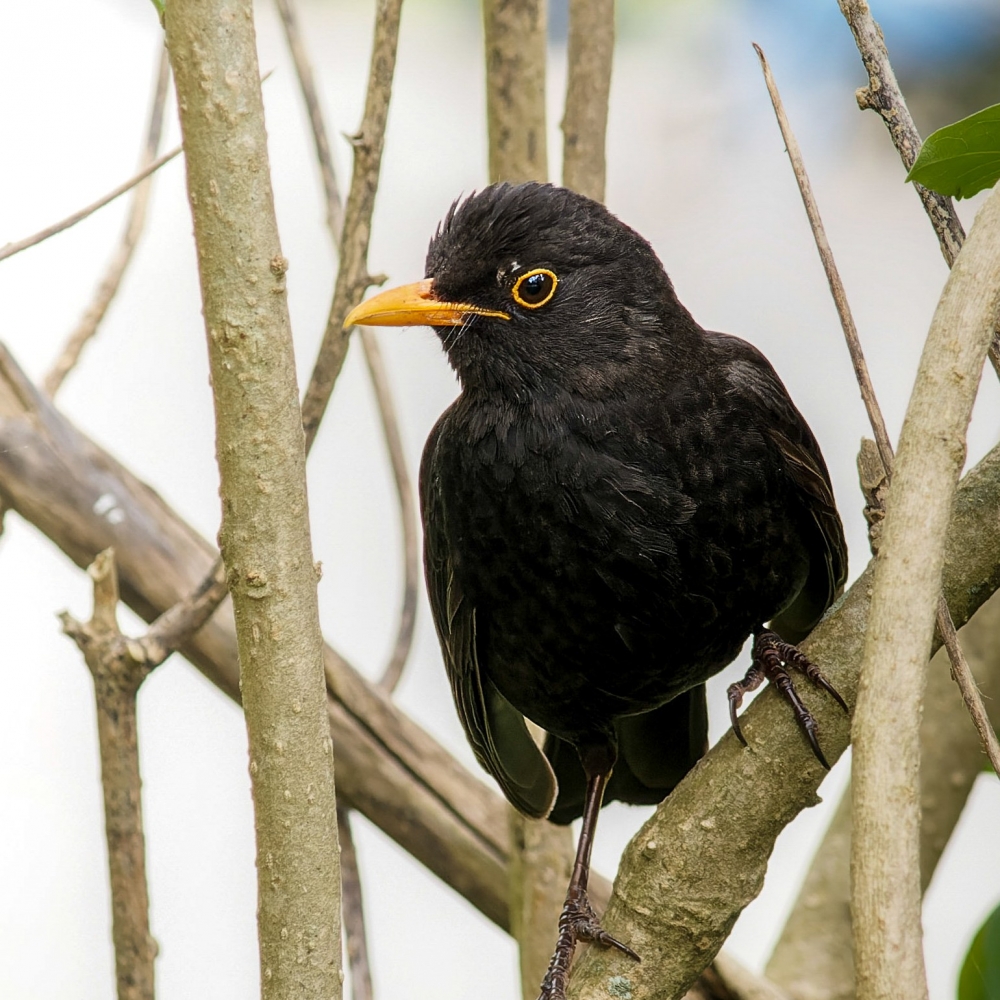 Turdus Merula — Lisbonne