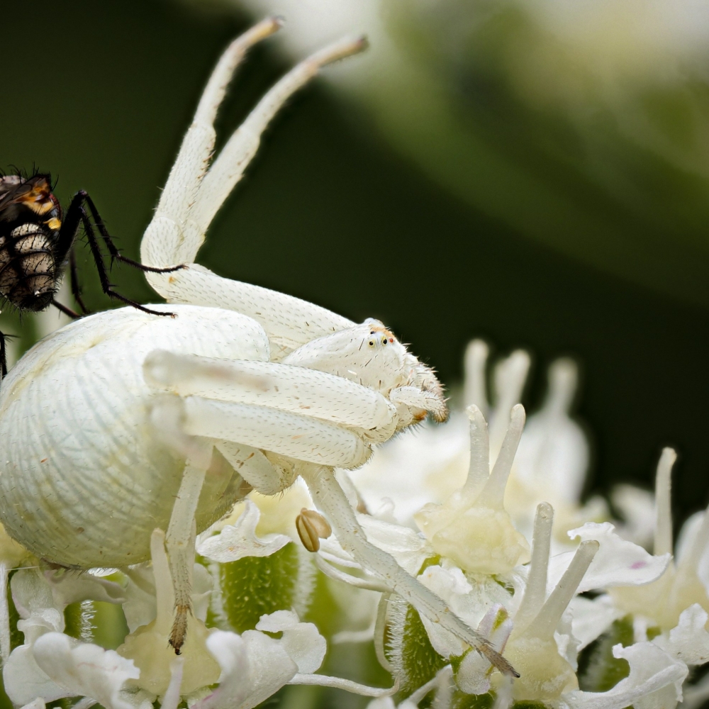 Misumena Vatia — 20250722 — 40 × 30 cm