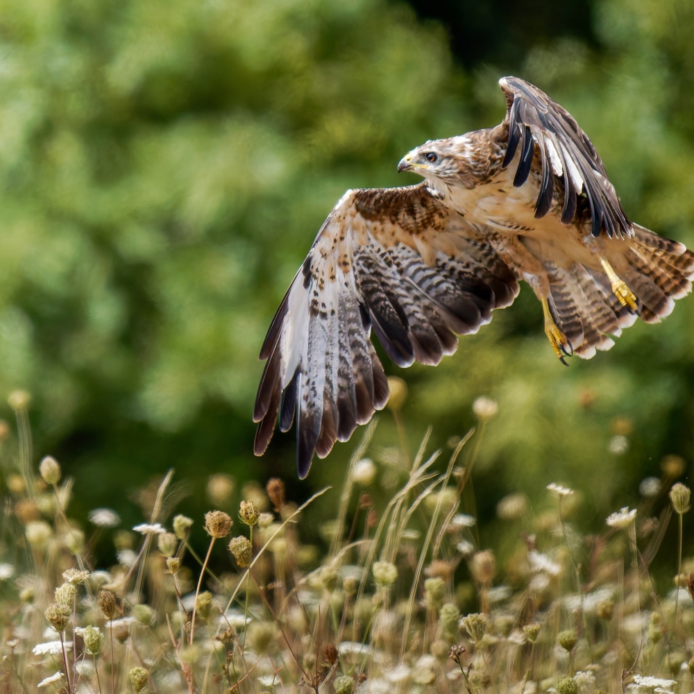 Common Buzzard in Cheny 