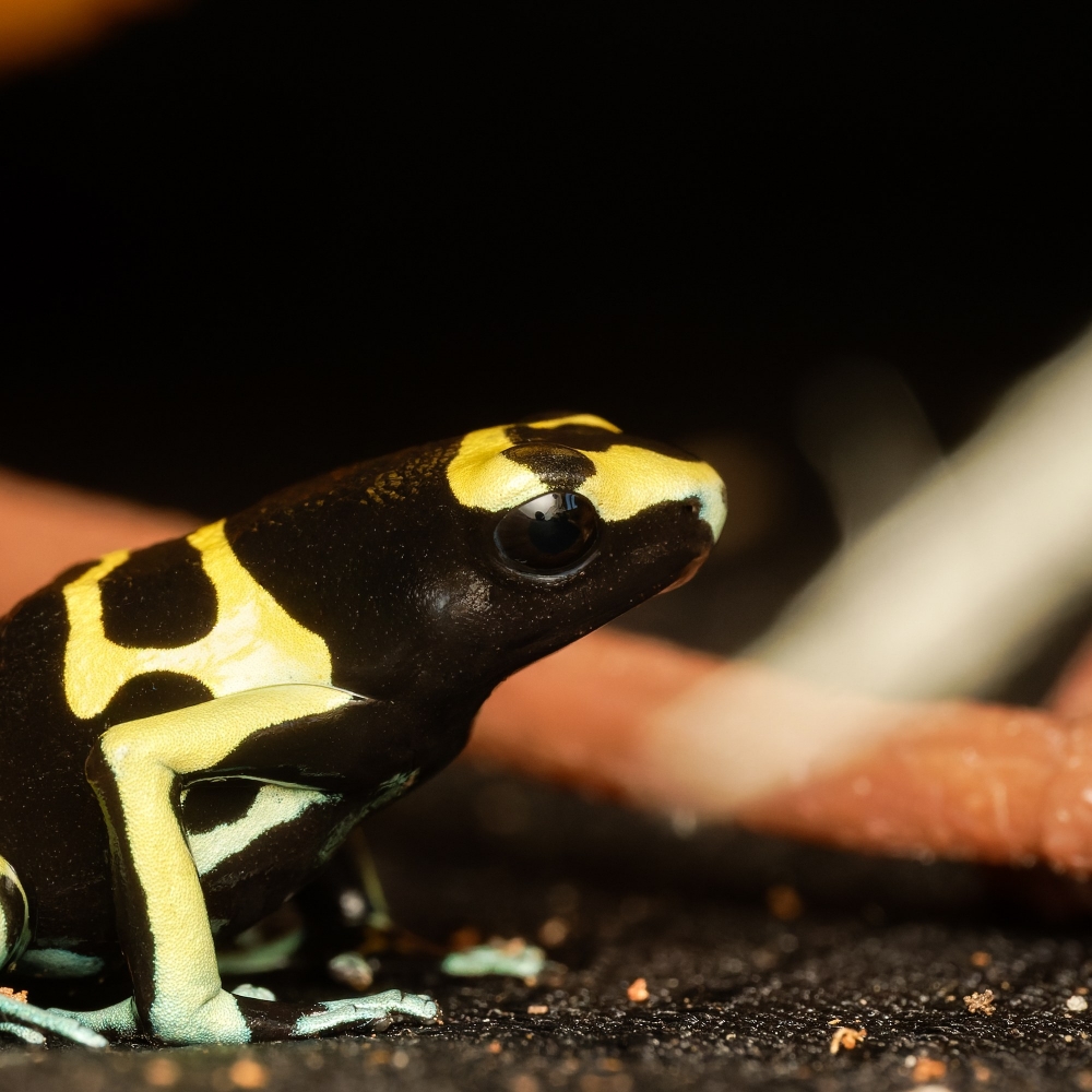 Dendrobates Leucomelas — 20251115-2025-11-15 — 60 × 40 cm