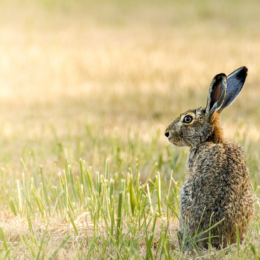 Lepus Europaeus — Rosnay — 60 × 40 cm