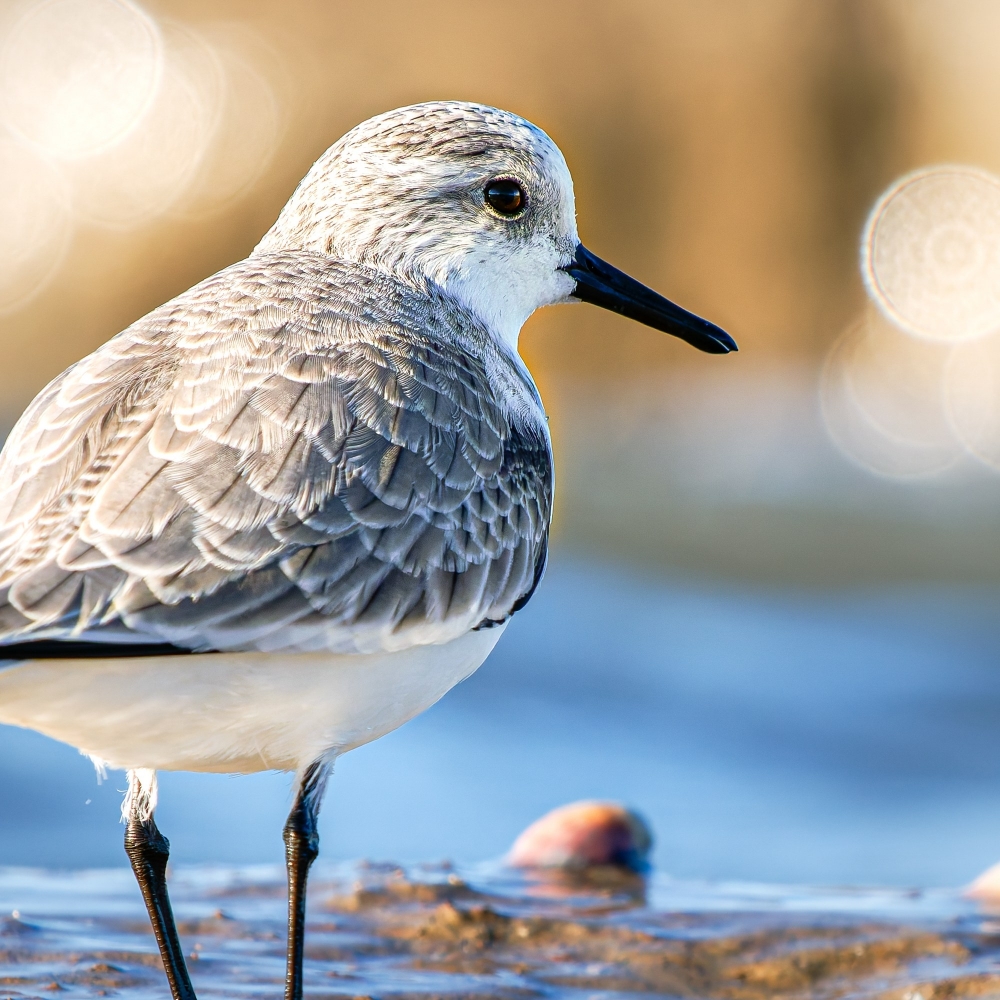 Calidris Alba — 20251205 — 60 × 40 cm